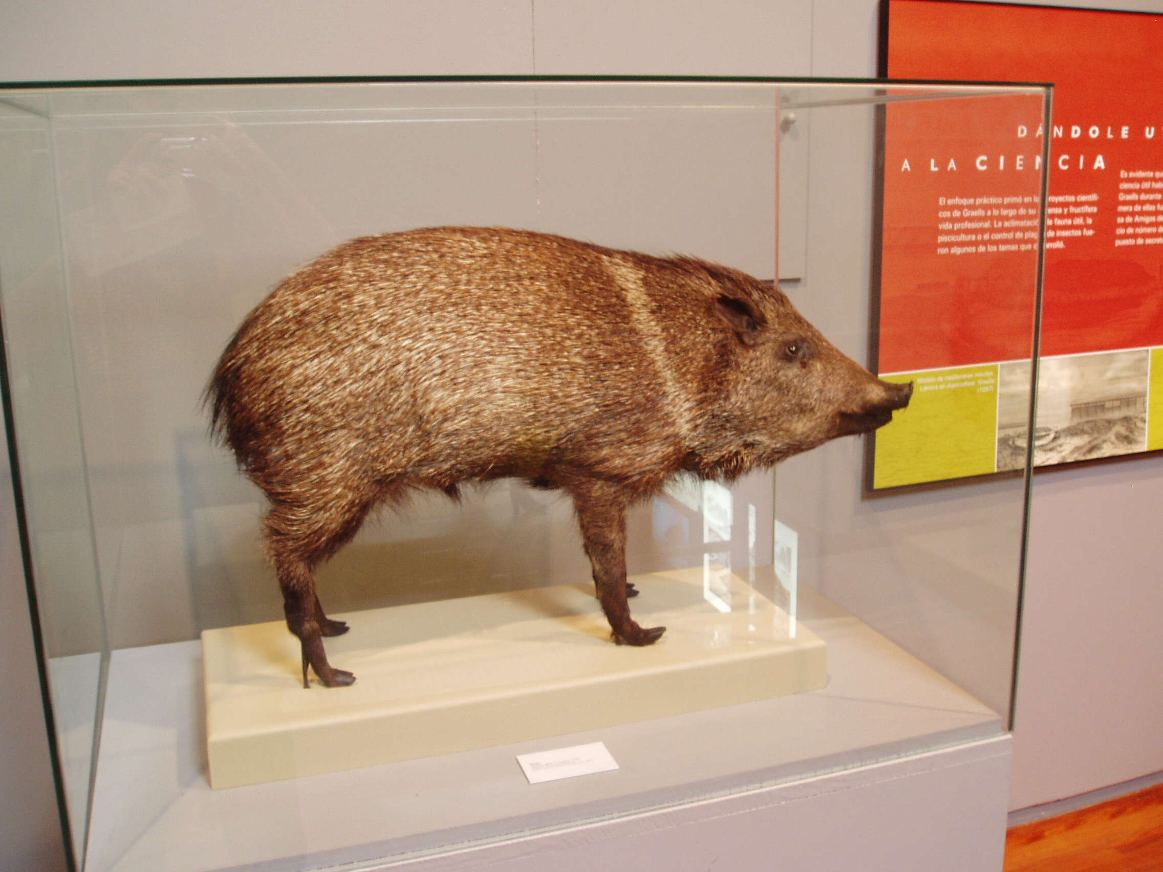 Image of peccaries