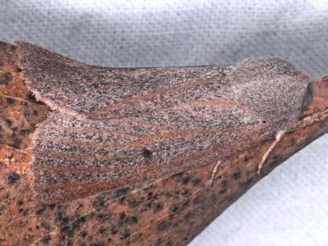 Image of Chestnut-veined Crest-moth
