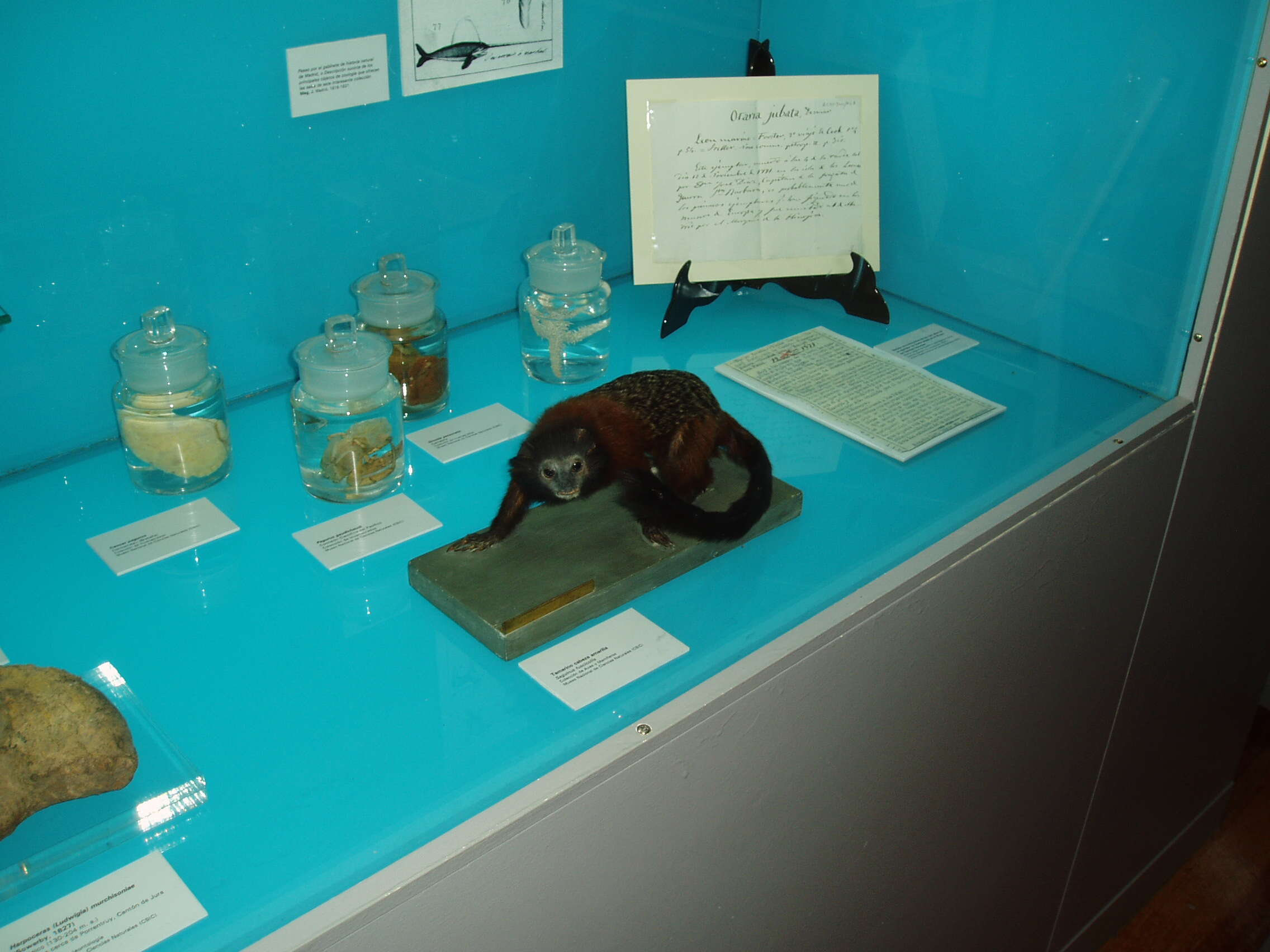 Image of brown-mantled tamarin