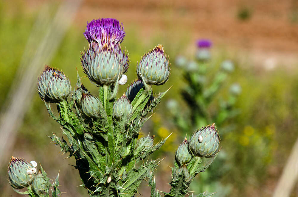 Image of Moor's Cotton Thistle