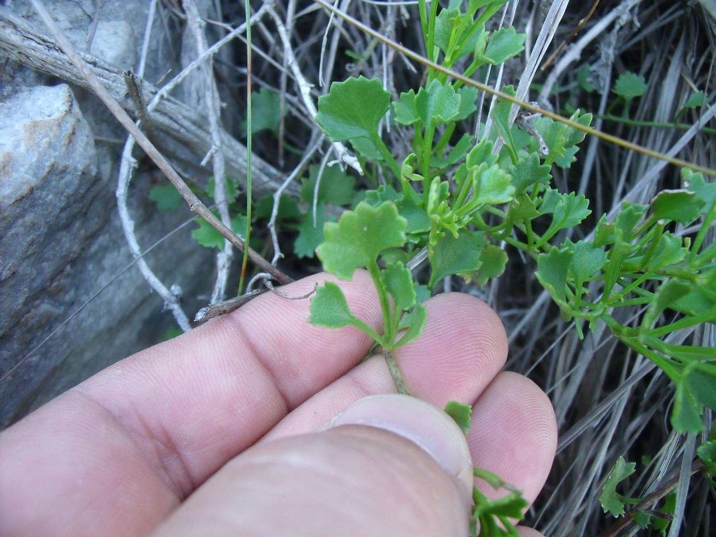 Image of wild cineraria