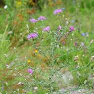 Image of brown knapweed