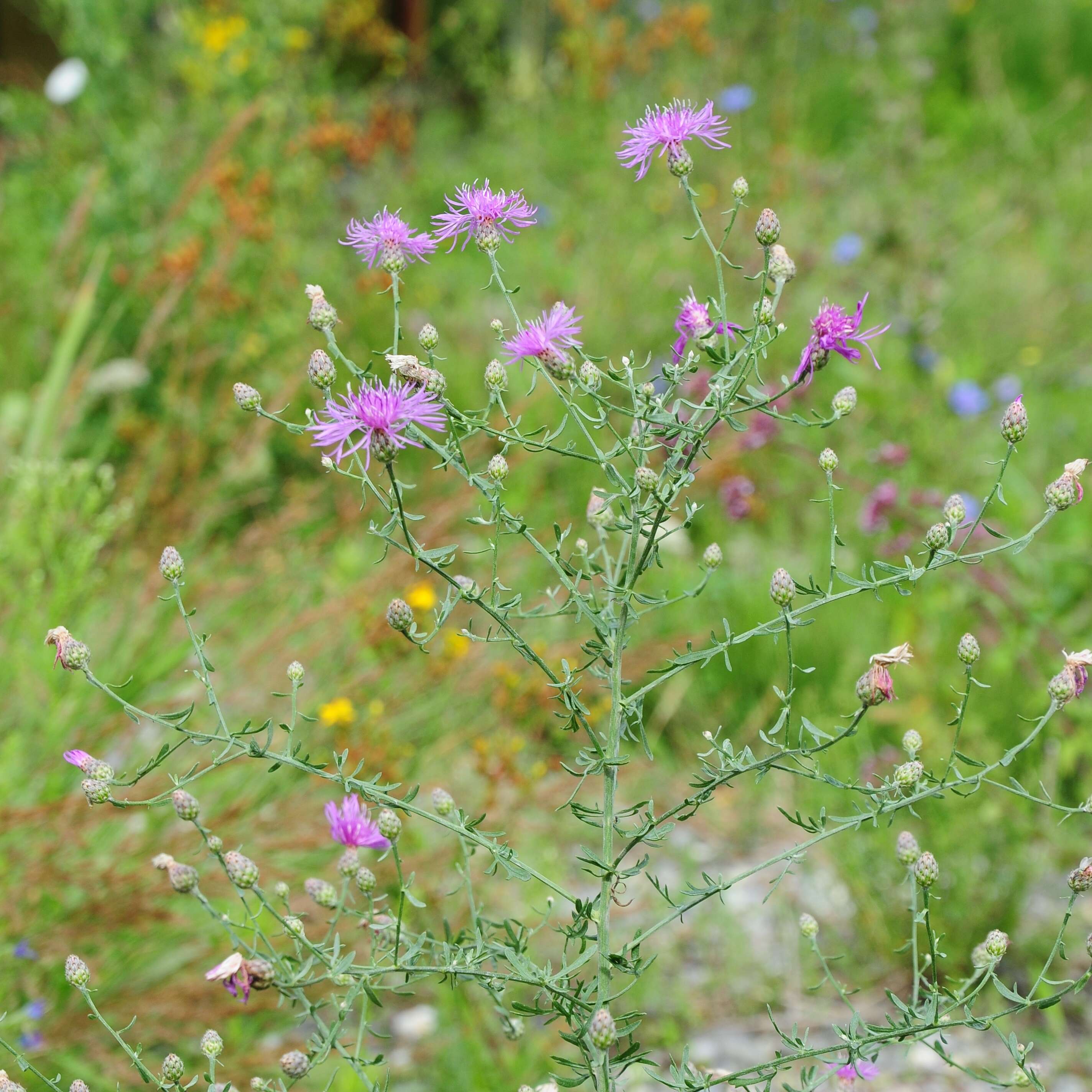 Image of brown knapweed