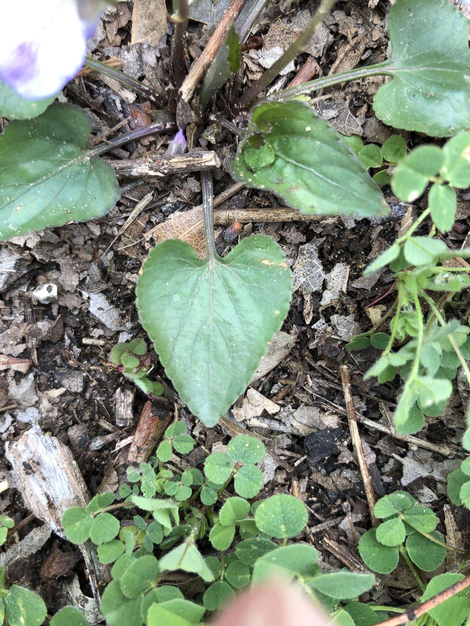 Image of Langlois' Violet