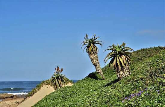 Image of Dune Aloe