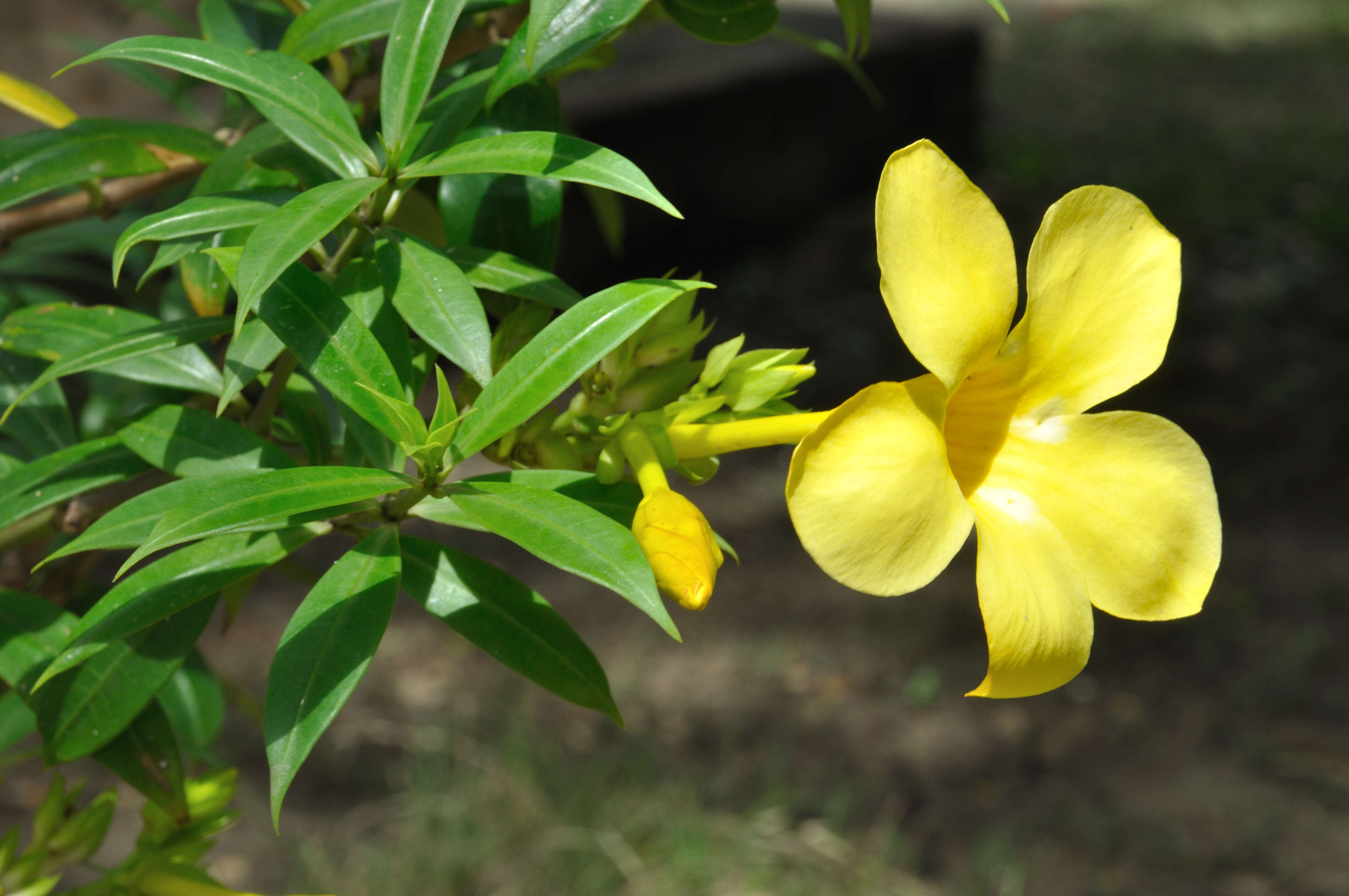 Image of golden trumpet