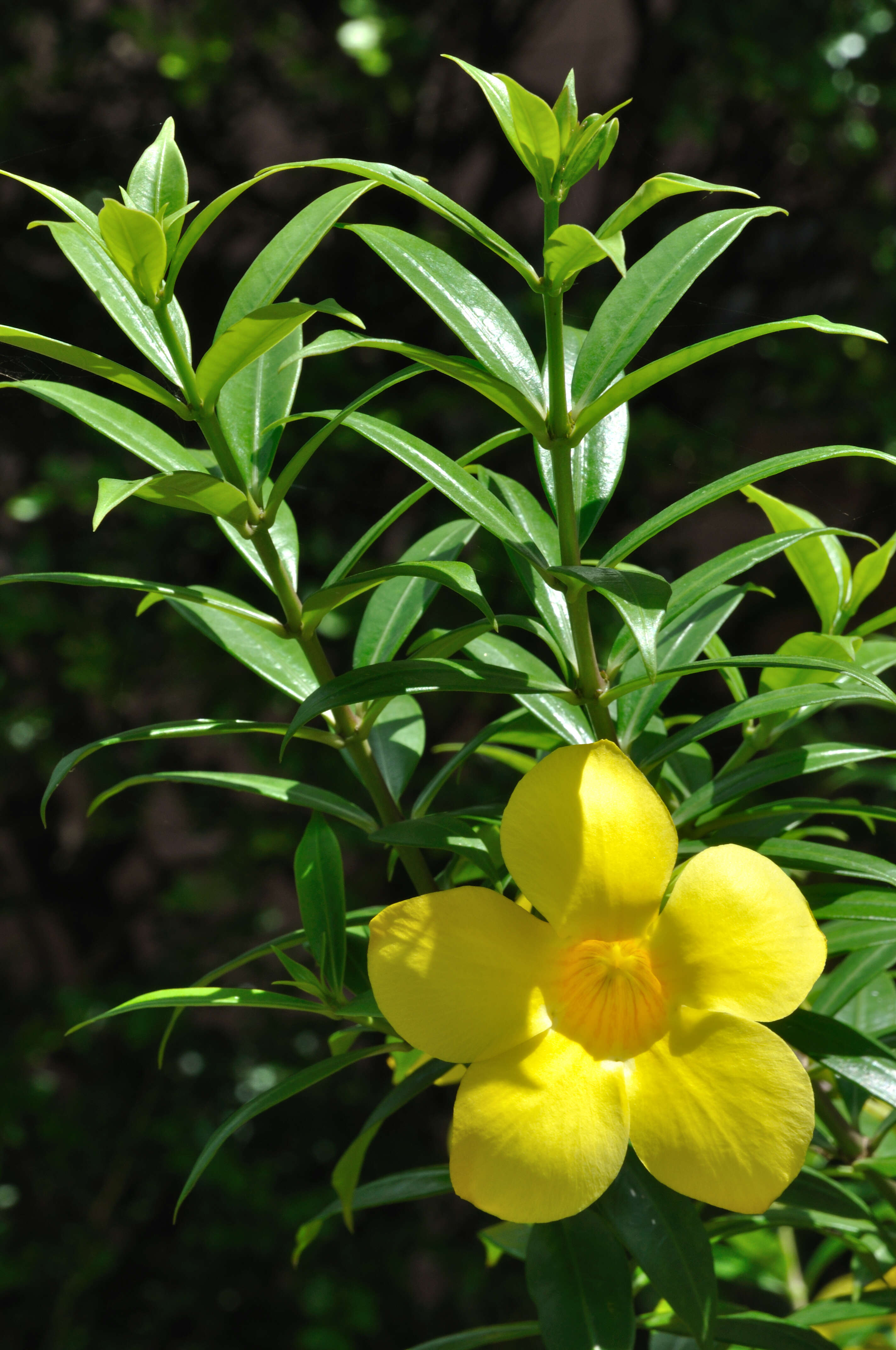 Image of golden trumpet