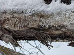 Image of Bronze Poplar Borer