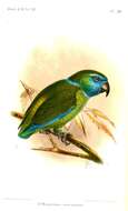 صورة Bolbopsittacus Salvadori 1891