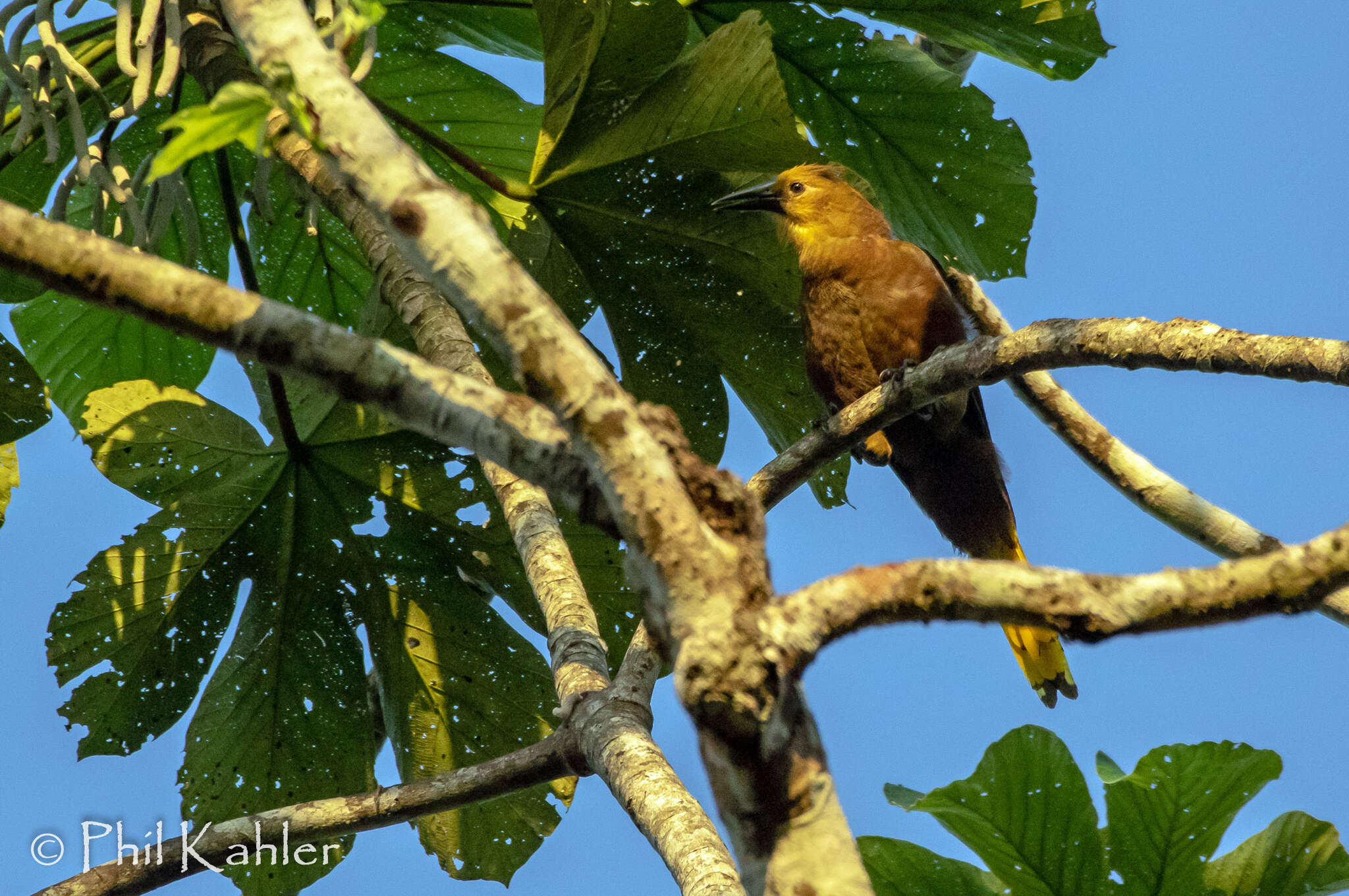 Image of Russet-backed Oropendola