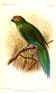 Image of Cyanoramphus Bonaparte 1854