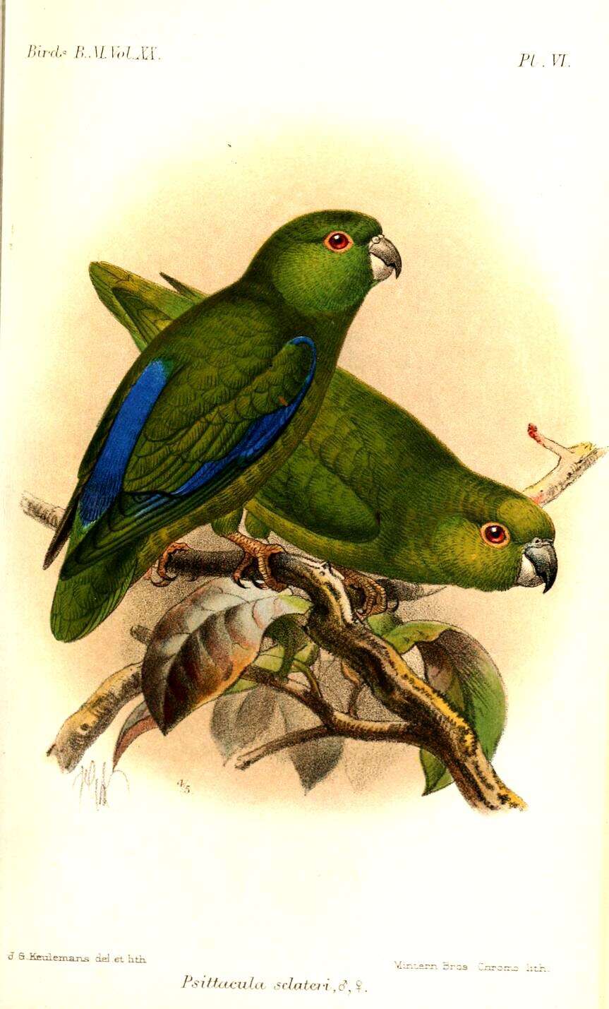 Image of Dusky-billed Parrotlet