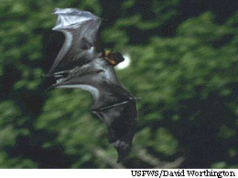 Image of Marianas Flying Fox