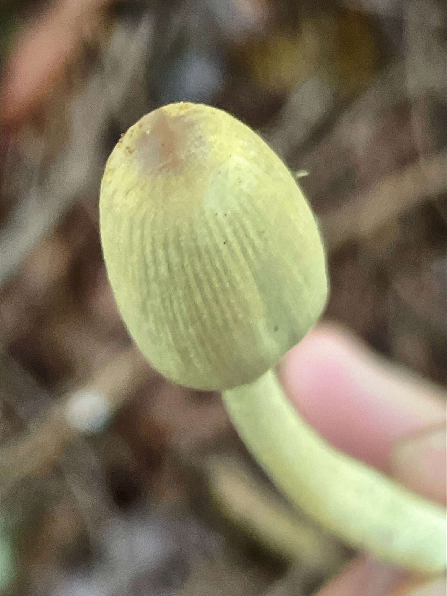 Coprinopsis sylvicola (Bogart) Redhead, Vilgalys & Moncalvo 2001 resmi