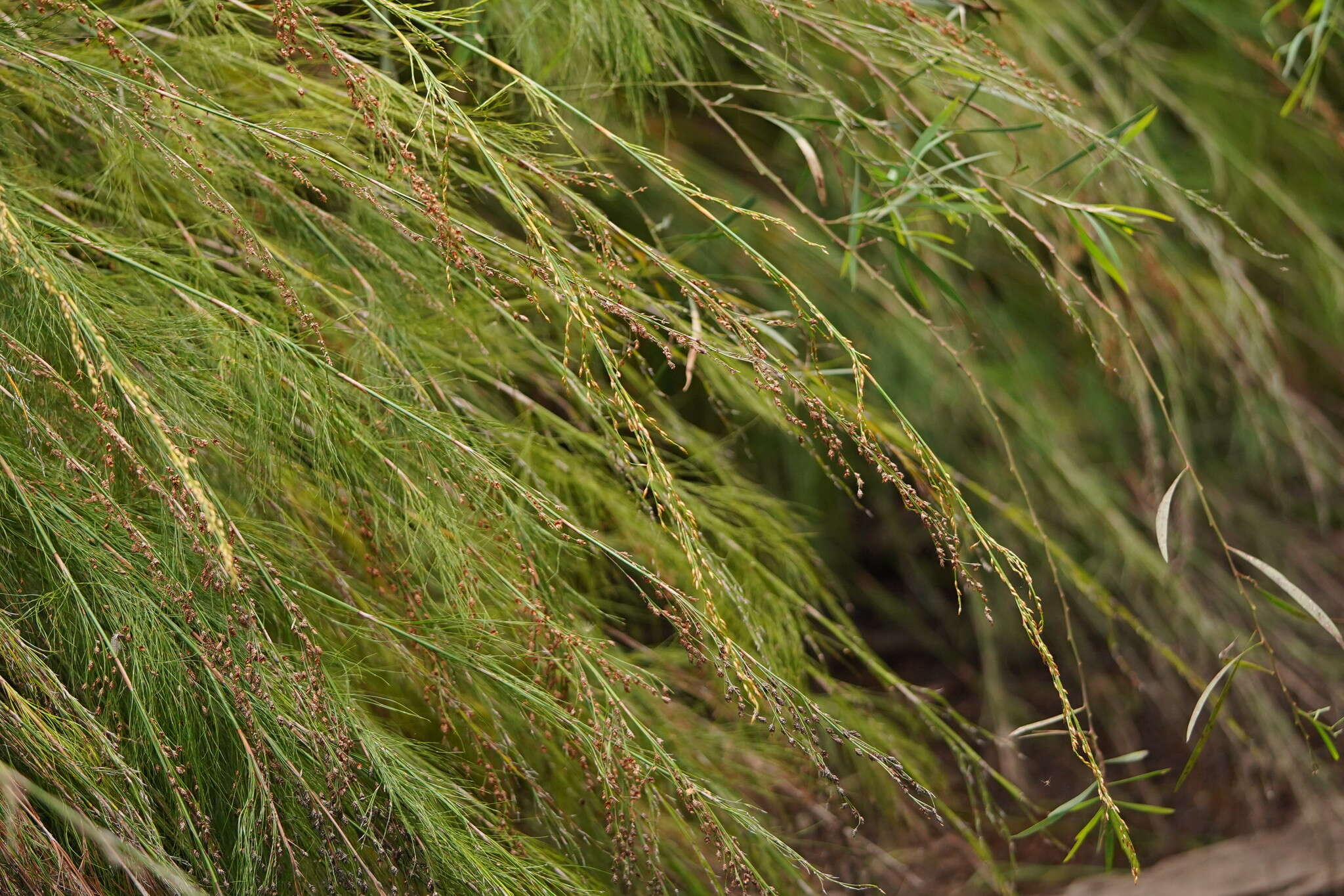 Слика од Baloskion tetraphyllum subsp. tetraphyllum