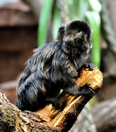 Image of Goeldi's marmoset