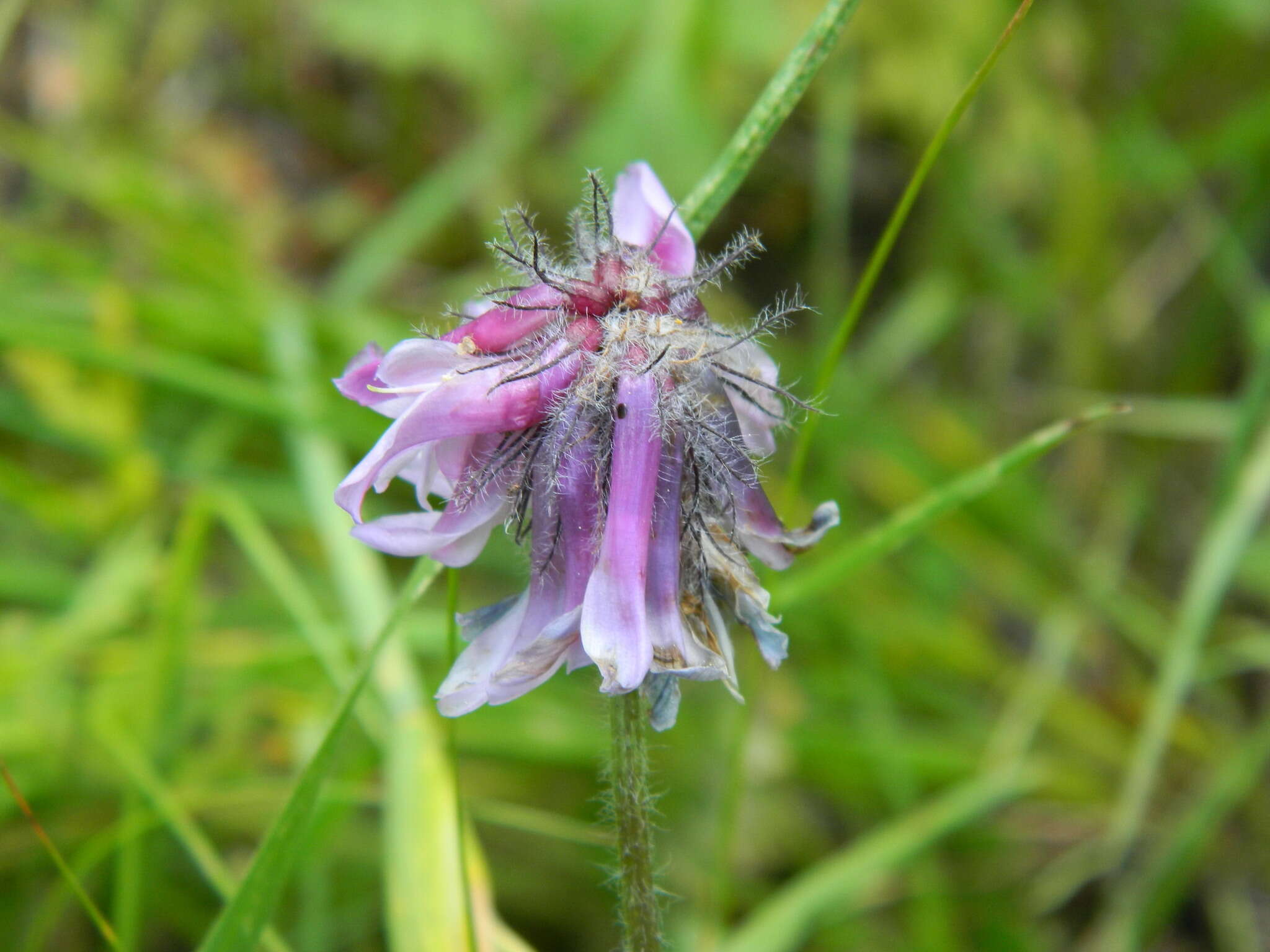 Trifolium eriocephalum subsp. arcuatum (Piper) J. M. Gillett resmi