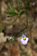 Image of Pigea calycina DC.