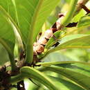 Image of Ficus caballina Standl.