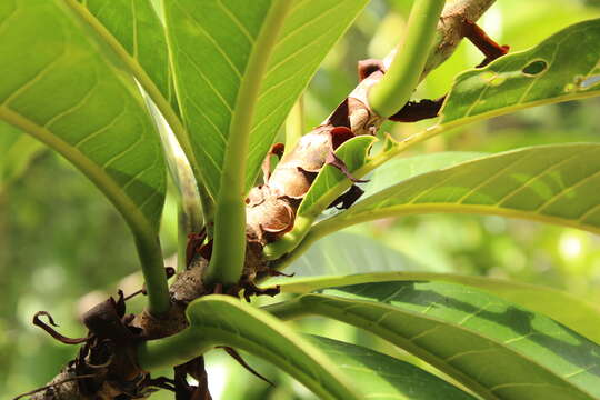 Image of Ficus caballina Standl.