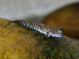 Image of Pearse's mudskipper