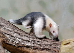 Image of anteater