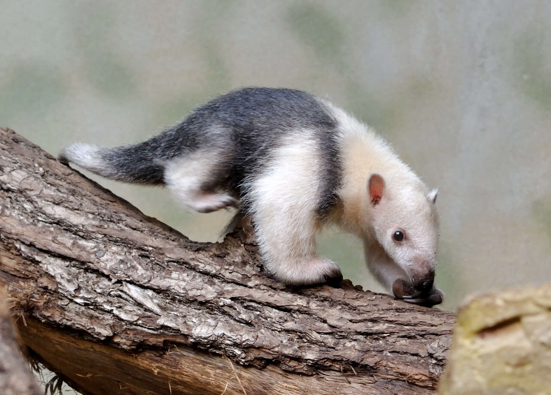 Image of anteater