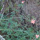 Sivun Indigofera candicans Aiton kuva