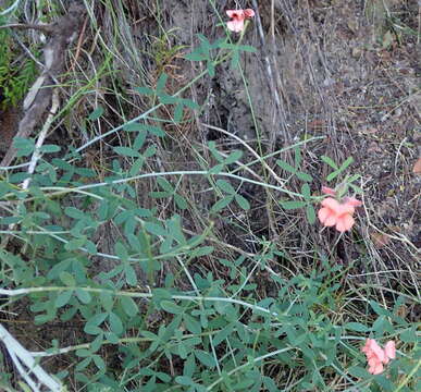 Indigofera candicans Aiton的圖片