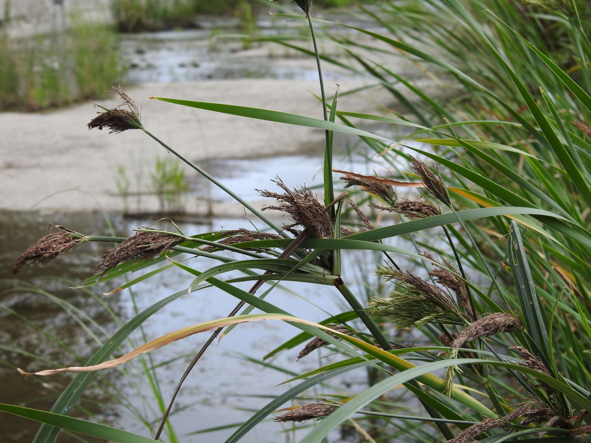 Cyperus nutans Vahl的圖片