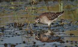 Image of Wood Sandpiper