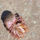 Image of Prideaux's hermit crab