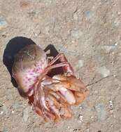 Image of Prideaux's hermit crab