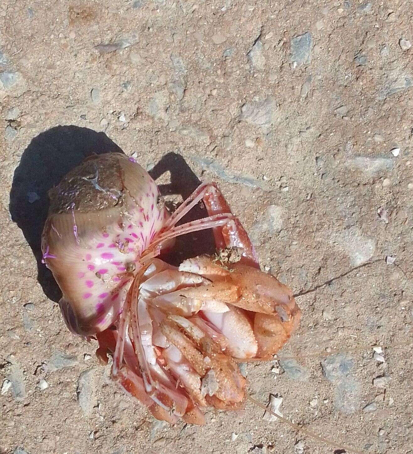 Image of Prideaux's hermit crab