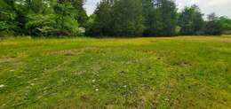 Image of American pillwort