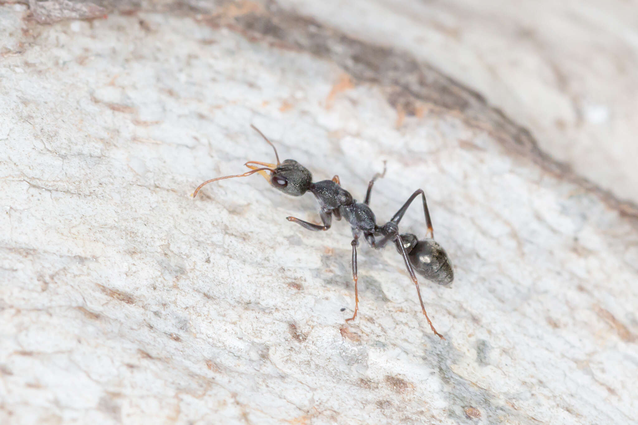 Image of Myrmecia urens Lowne 1865