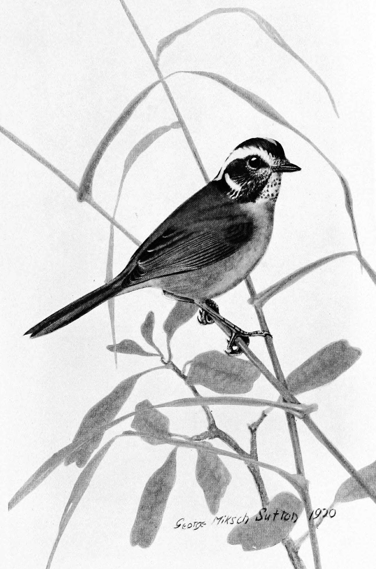 Image of Basileuterus Cabanis 1849