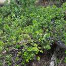 صورة Alyxia buxifolia R. Br.