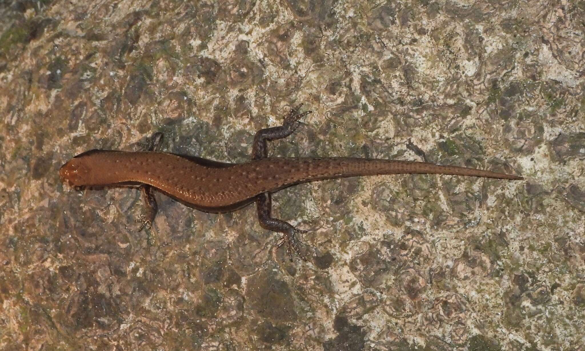 Image of Peters' Lidless Skink