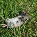 Image of field vole, short-tailed vole