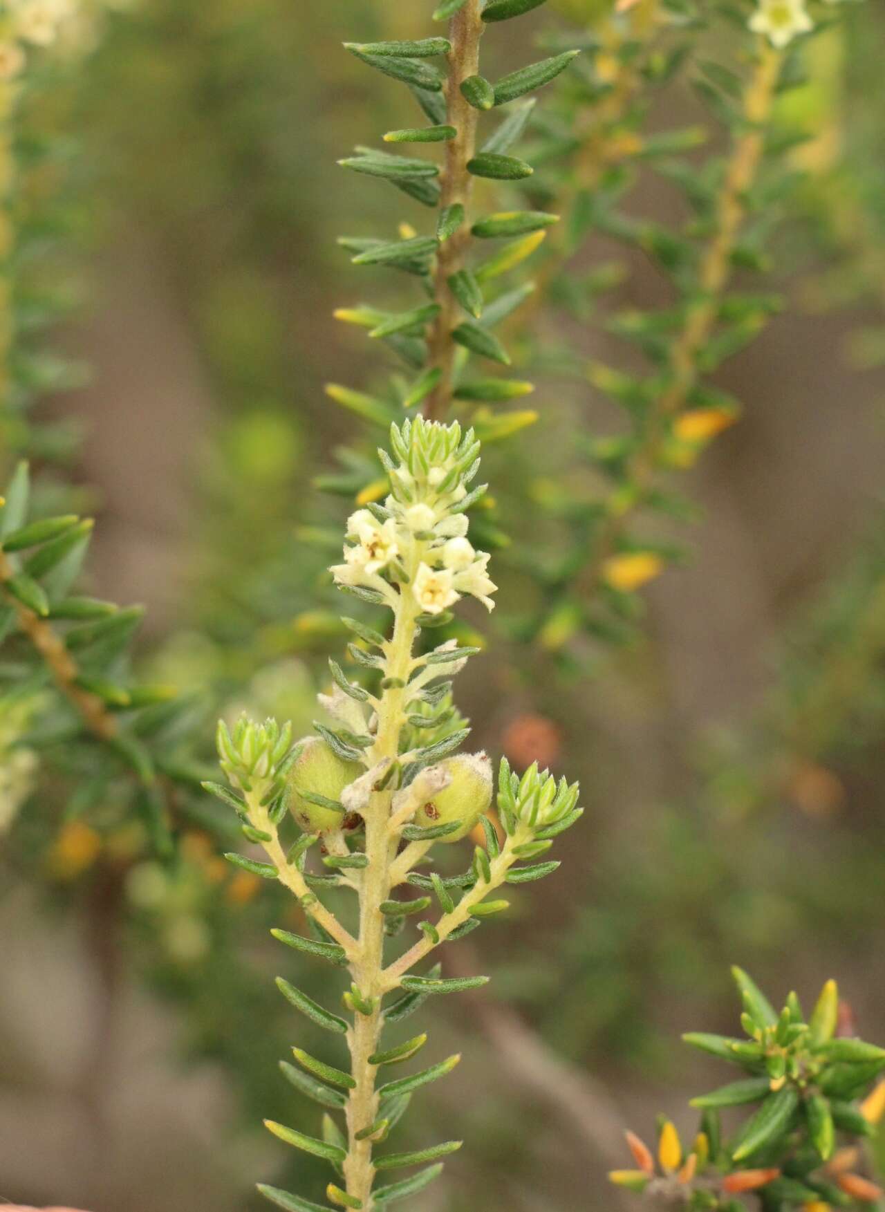 Image of Phylica axillaris Lam.