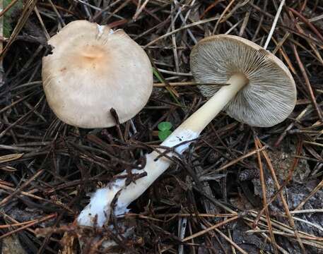 Image of Rhodocollybia butyracea (Bull.) Lennox 1979