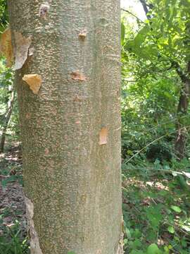 Imagem de Boswellia serrata Roxb. ex Colebr.