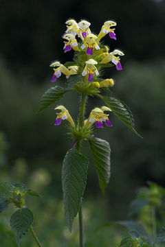 Image of Edmonton hempnettle