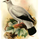 Image of Grey Wood-pigeon