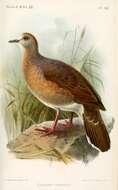 Image of Large-tailed Dove