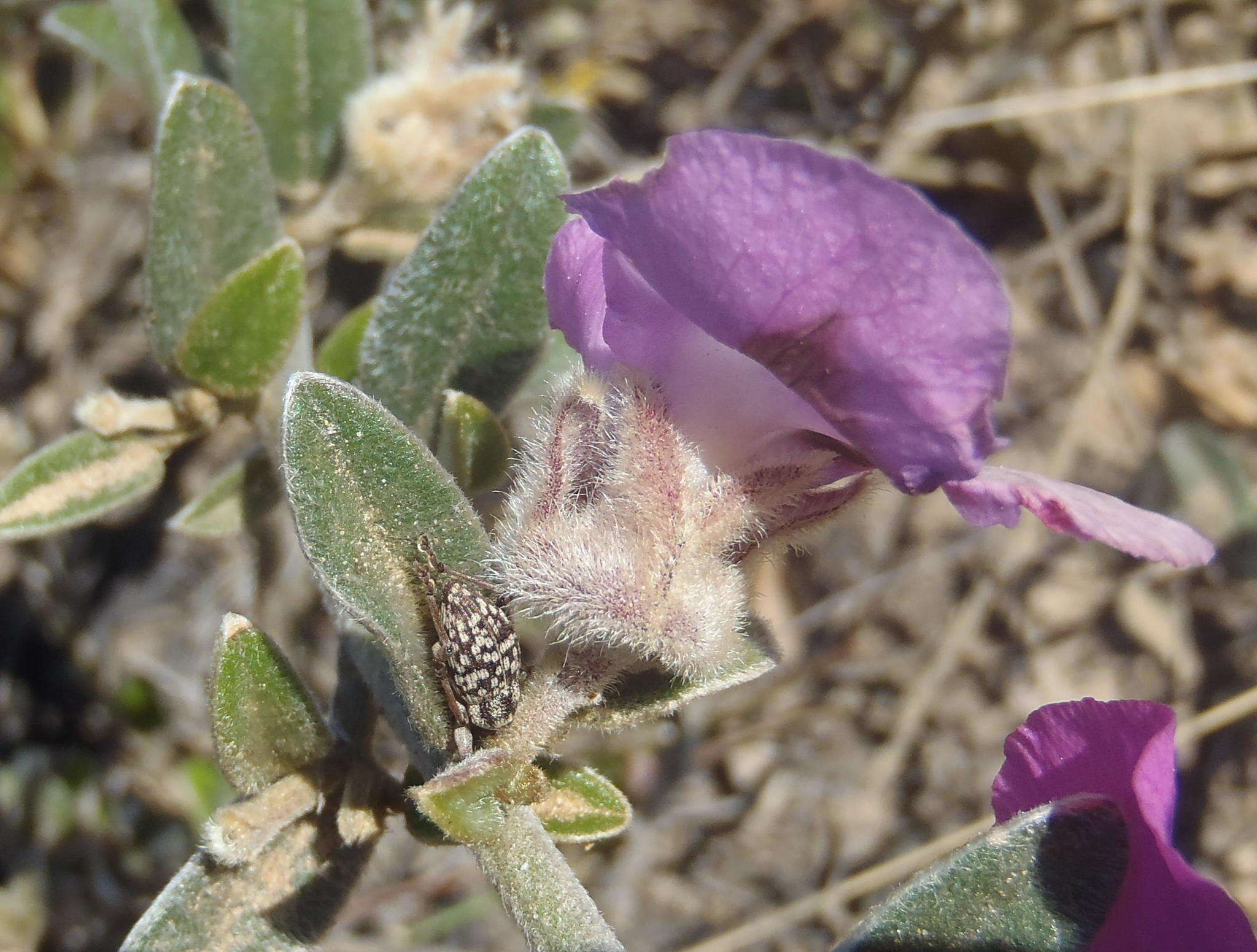 Image of Podalyria burchellii DC.