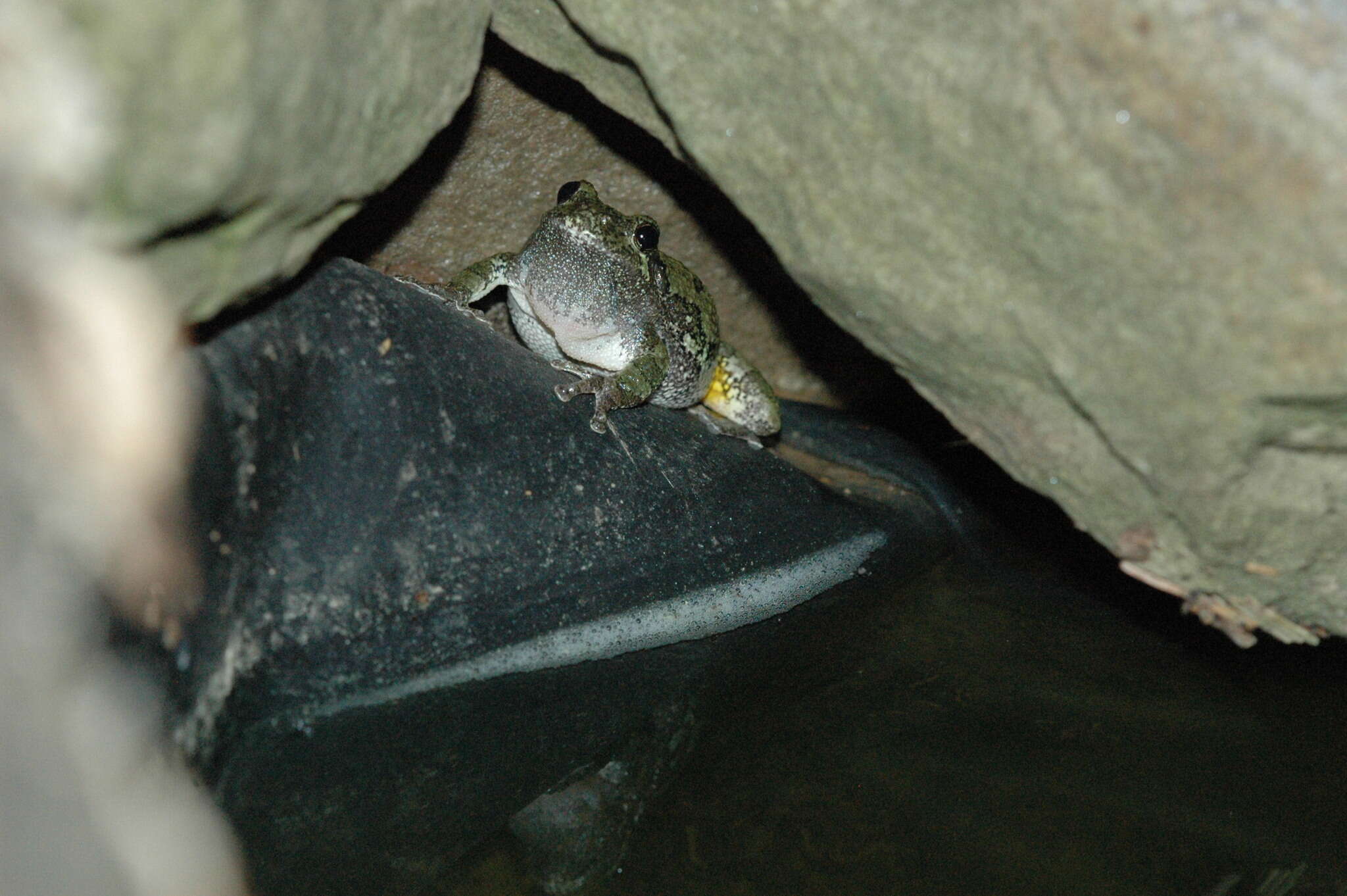 Image of Gray Treefrog