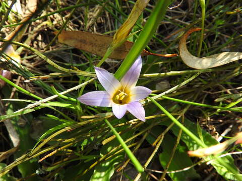 Image of crocus-leaved ROMULEA