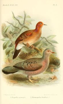 Image of Blue-eyed Ground Dove